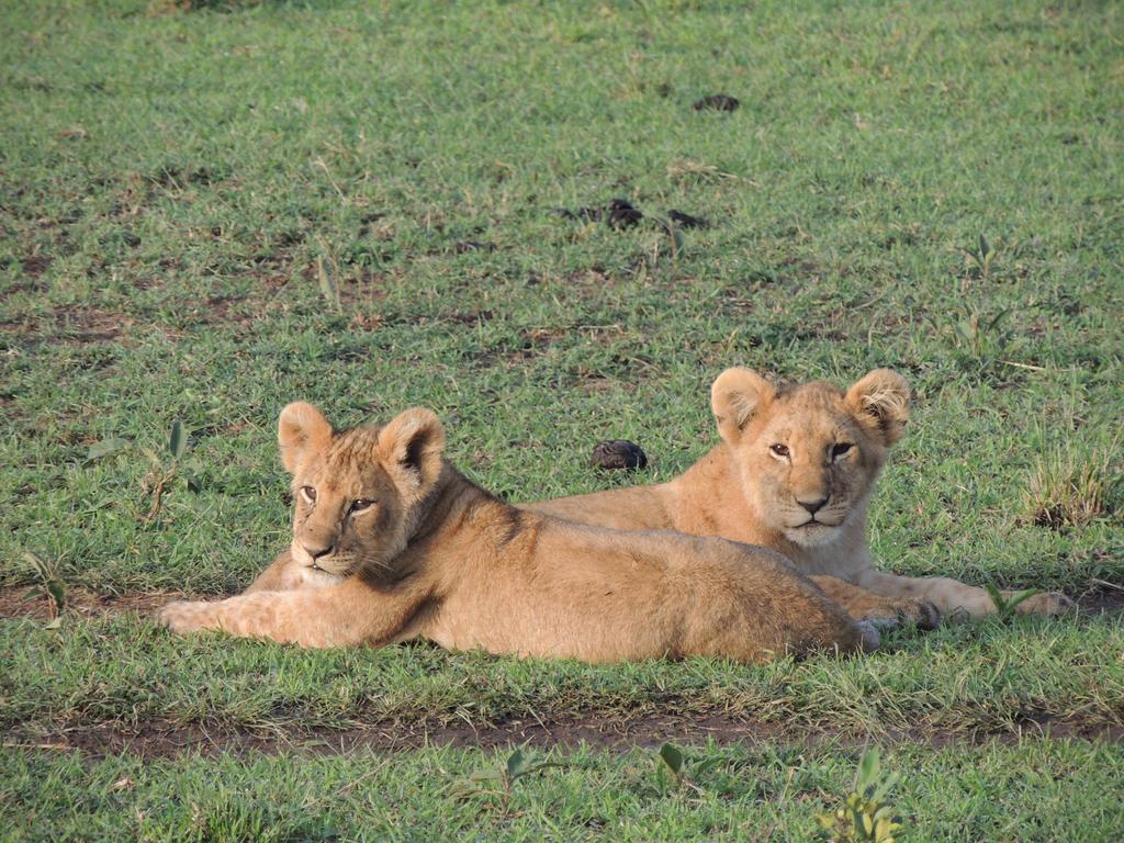 Loyk Mara Luxury Camp Hotel Maasai Mara Exterior photo