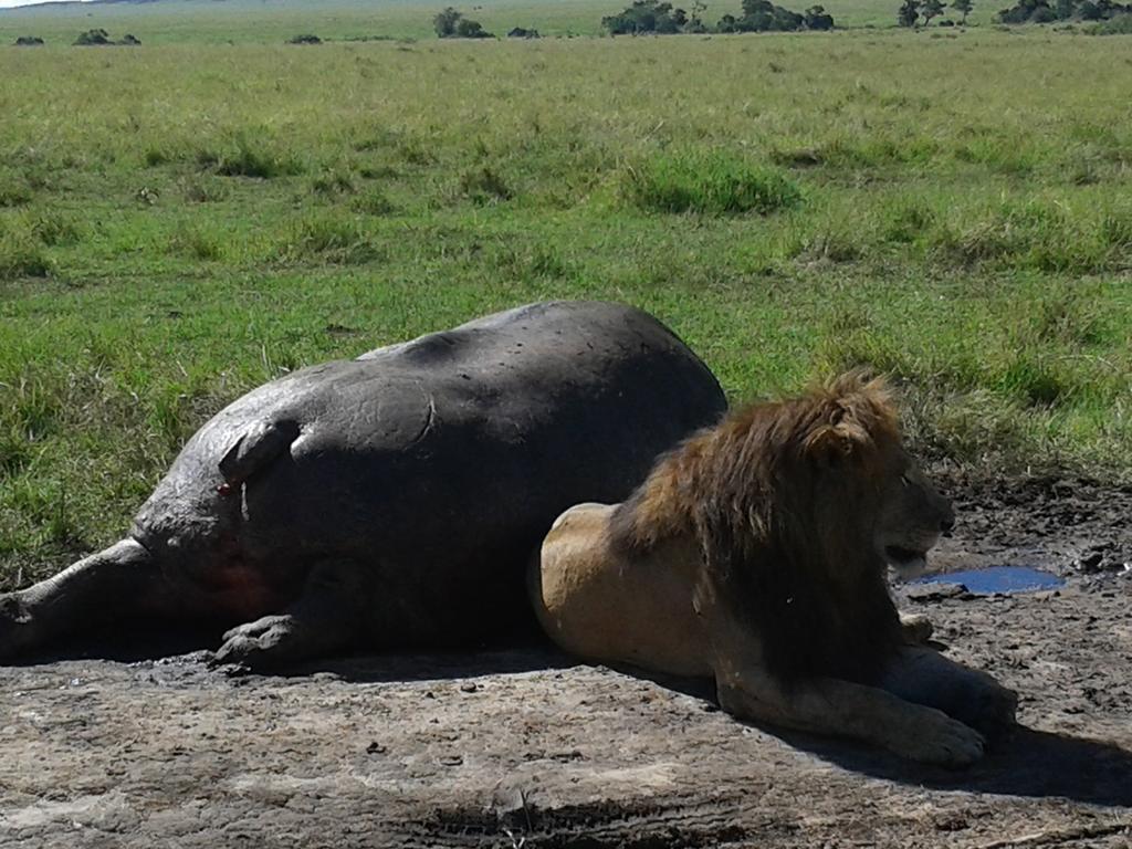 Loyk Mara Luxury Camp Hotel Maasai Mara Exterior photo
