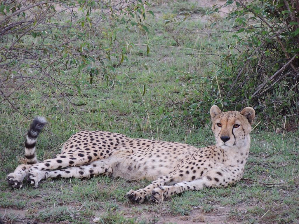 Loyk Mara Luxury Camp Hotel Maasai Mara Exterior photo