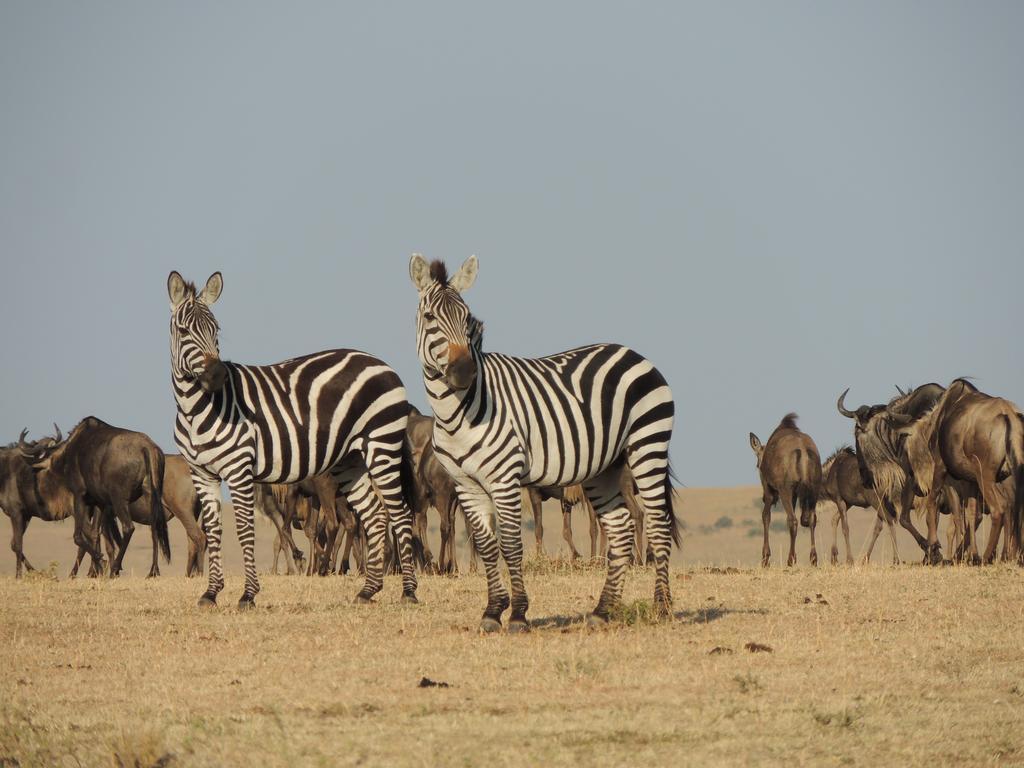 Loyk Mara Luxury Camp Hotel Maasai Mara Exterior photo