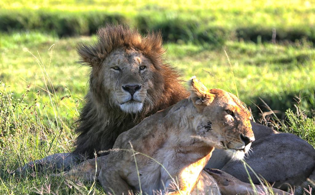 Loyk Mara Luxury Camp Hotel Maasai Mara Exterior photo