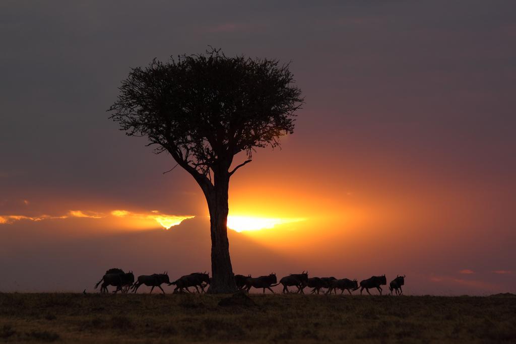 Loyk Mara Luxury Camp Hotel Maasai Mara Exterior photo